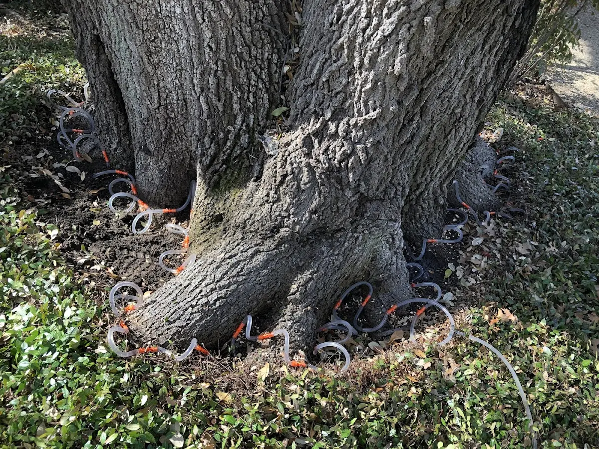 Detailed Tree Cabling and Bracing job site in Coffey