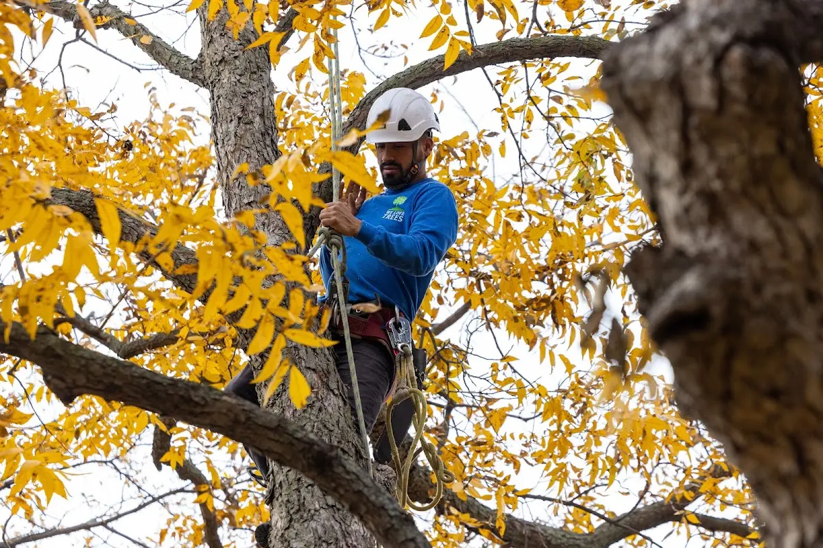 Skilled Tree Disease Treatment crew working in Coffey